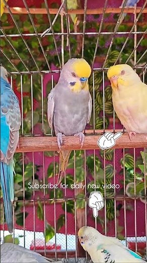 Budgie sounds | Cute Budgie parakeet singing in his swing