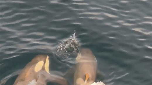 Orcas chase exhausted penguin in Antarctic waters