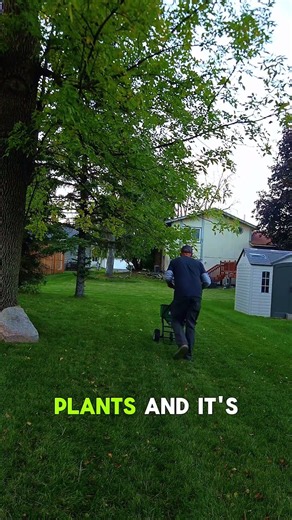 Want a Greener Fall Lawn? Look for THIS in Your Fertilizer