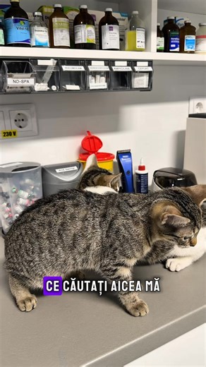 🐾 locul de unde piticii mai degraba pleaca cu drag decat vin. Dar ei stiu ca Loredana ii iubeste si’i inteapa doar spre binele lor. Cabinet Veterinar VET LIFE Bistrita | Phineas Dib