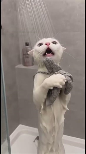 🐾Sad Singing Cat in Shower🎤 🚿 Sora 2 AI Meme #sora #sora2 #funny #cat #memes #catsings #catlovers