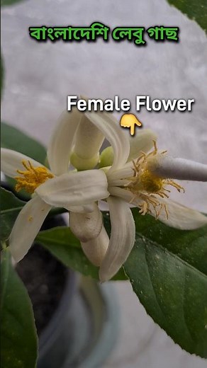 How To Hand Pollinate Lemon Flowers 💐