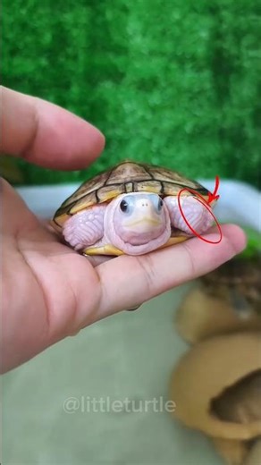 Meet My Reptile Squad: They Respond to Their Names! #littleturtle