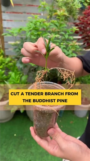 Plant Crush | A new way to propagate Podocarpus from cuttings! 🌿✨ #Podocarpus #Plants #PlantCareTips #GardeningTips #PlantSharing | Instagram