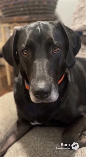 The Can’t Opener- The Pup Dad Jokes Rule! #dogcomedy #funny #funnyshorts #puppy #dadjokes #dadhumor