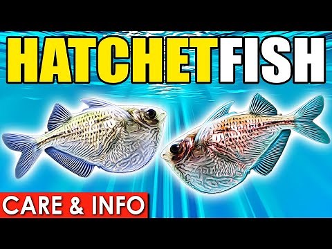 Hatchetfish | Hatchetfish Info And Care | Care Guide For Hatchetfish Beginners