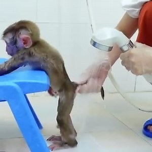 3K views · 50 reactions | Monkey Pupu asked his mom to change his diaper because he had diarrhea | Adorable Tiny Monkey | Facebook