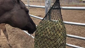 Our Small Bale net makes it so easy to throw out or hang up a full 2 strand bale! • Feed 3 strand bales? Use our West Coast net! • Have a horse with shoes? Clip it into an old water trough! • Worried about your horse eating too quickly? Slow it down with a smaller mesh size! Questions? Call 651-404-7377 or email info@haychix.com | Hay Chix