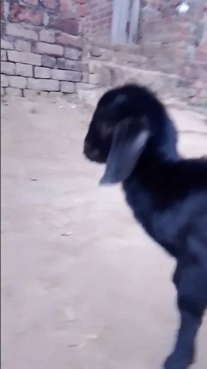 Goat 🐐 ki children #funny #comedy #song #youtubeshorts