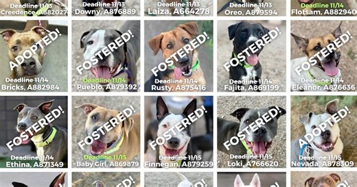 Over 100 large dogs at Tucson's PACC have been saved