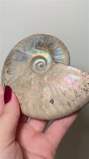 Ammonite Shell Fossil From Madagascar / Iridescent Rainbow Cabinet Display Collector Specimen - Etsy