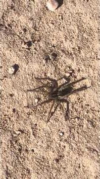 Xerolycosa nemoralis or the burnt wolf spider#Spider#Arachnia. #insectsoftheworld#insectlovers