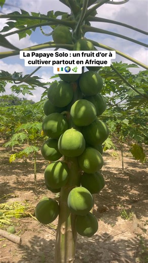 Chez Pépinière-Ivoire, nous croyons en une Afrique qui produit ce qu’elle consomme. Nos semences et fruits de papaye Solo sont disponibles partout sur le continent 🌿🇨🇮 Nous produisons, vulgarisons et transmettons le savoir-faire agricole pour bâtir une génération d’agriculteurs autonomes, innovants et prospères. #PépinièreIvoire #PapayeSolo #AgricultureAfricaine #MadeInCôteDIvoire #FruitsTropicaux #SemencesAfricaines #InnovationAgricole #AgriBusiness #FiersDeProduire #BâtissonsLAfriqueParLaTe