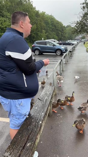 Feeding Swans, Ducks, and Geese | Farm Animals, Animals, Nature