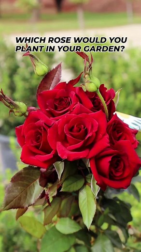 At Knight’s Roses, we’re proud to support charities with our Special Cause roses. From beauty to impact - these blooms do more than look good. Which one will you plant in your garden this winter? #knightsroses #roses #specialcauseroses #charity #charityroses #rosenursery #rosesonline #roselovers