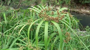 Cyperus alternifolius, umbrella papyrus with brown flowers grow well on the banks of the river