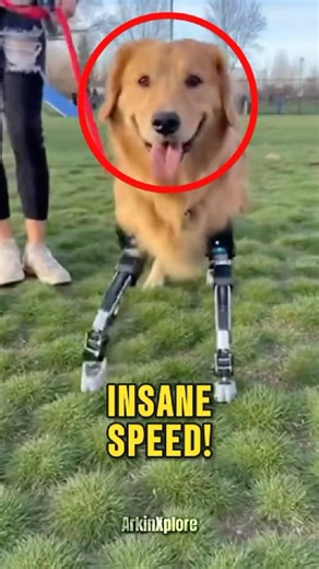 Top 5 Fastest Dogs In The World 😱– #1 Is INSANE