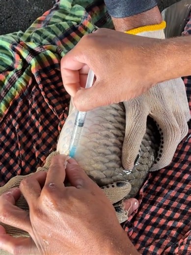 Karp Fish Breeding Tips for Enthusiasts