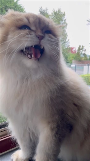 Angry Window Cat 😾🐾#catlovers