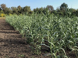 The cultivation and utilization of Giant Reed (Arundo donax L.) - Arundo BioEnergy