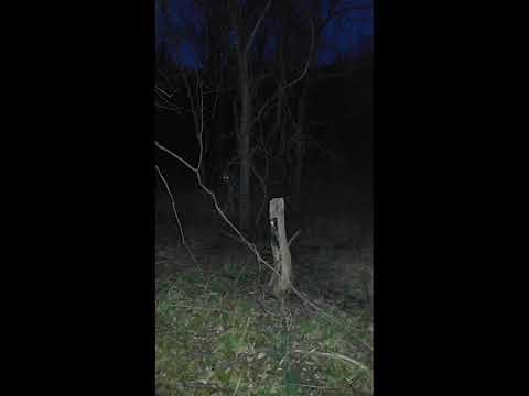 SCP 2427-3 Audio Extended