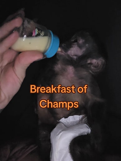 Enjoying Breakfast in Bed with My Capuchin Monkey