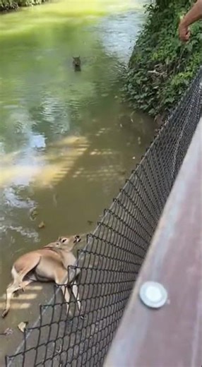 Deer Saved from Jaguar at Zoo: A Dramatic Rescue! #ZooLife #AnimalRescue #Jaguar