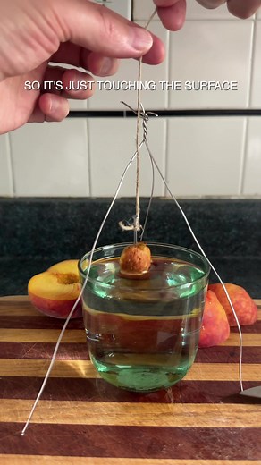 Peach Pit Hack: Create Your Own Dangling Peach Pit Plant