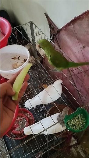 #parrot #animal #reels