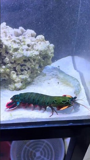The Speed of the Mantis Shrimp Is Unreal 🔥