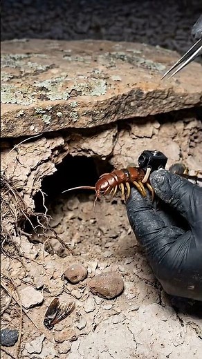 Scolopendra POV Inside the Underground Cave | Realistic Oyster Camera
