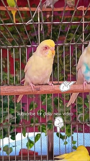 Angry 😡 budgie sound #rbnbirds #birds #budgies #shorts