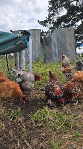 I can't believe the original of this had over 2.8 million views 😆🫣 Smokeshow strikes again haha. Some context 👇 Today Goldilocks went back in with Smoke Show and the second he noticed her, it was game on. He rushed over with wings stretched out and those big fluffy feet scrambling like he couldn’t get there fast enough. To someone seeing this for the first time, the next part can look a little hectic, but it’s actually textbook rooster behaviour. Even though they’ve shared a flock before, tim