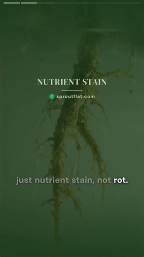 Brown Roots: Stain or Root Rot?
