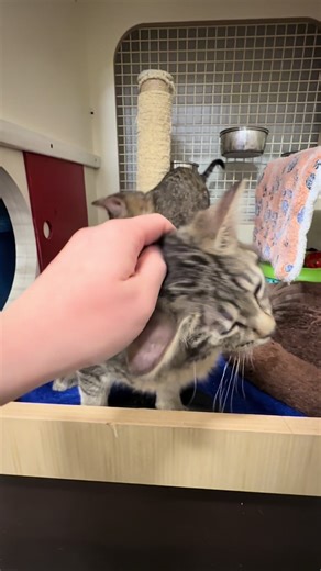 Tabby Town USA (@tabbytownusa)’s videos with Funny Song - Sounds Reel