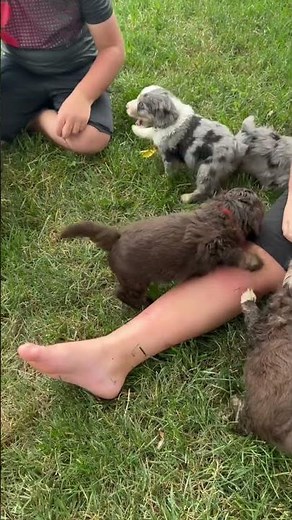 Aussiedoodle Puppies Playtime Outside #puppy #aussiedoodlepuppy