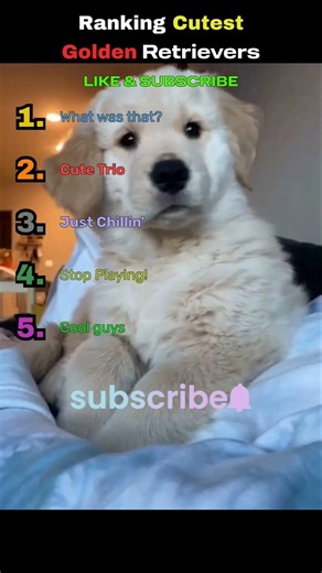 Cutest Golden Retrievers 🥰 #shorts