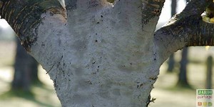 Contre les pucerons, le badigeon de cendres. Tous les conseils de culture des arbres fruitiers