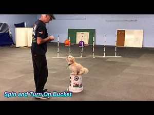 Nikkey the Havanese Dog Rockin his Tricks with Ron