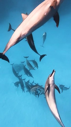 🐬 SOUND ON! 🎧 The dolphins at Dolphin House went absolutely wild yesterday — flipping, playing, and filling the sea with their incredible whistles and clicks! 💙 📷 Video by: Grace Knight 🚤 Boat captain: Ismael (Smiley) #DolphinHouse #RedSeaDivingSafari #MarsaAlam #RedSeaMagic #DolphinSounds #WildEncounters | Red Sea Diving Safari