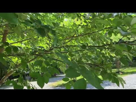 The Sound of the Cicada Summer!