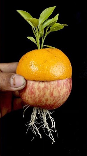 How to Propagate Orange & Apple Tree from Cutting With Orange & Apple Fruits In A Toothpaste