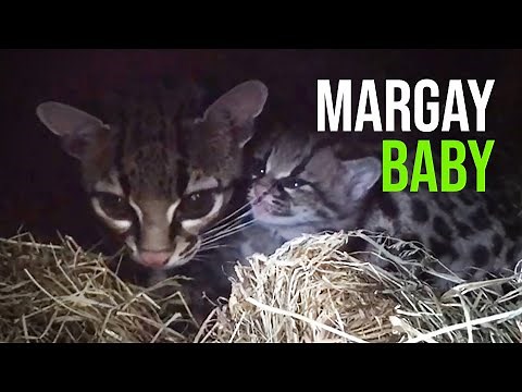 Marvellous Margay Kitten Born at Shaldon Wildlife Trust