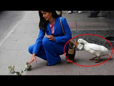 Overdramatic Animals That Will Make You Smile🤣🤣