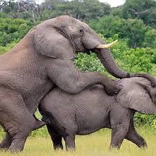 How do elephants mate? 🙈🙈🙈 | King Of Animals