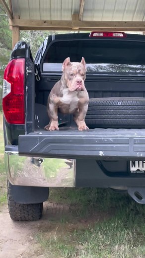 Meet CHUCKY: The 5-Month-Old Merle Bully from Texas | Thanksgiving Special 🦃🐶