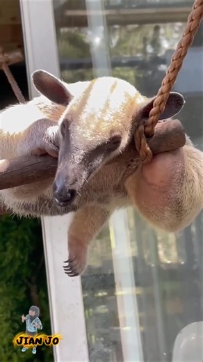 Lesser anteater #Tamandua#LesserAnteater#Anteater#RainforestWildlife#ExoticAnimals #funnny #viral