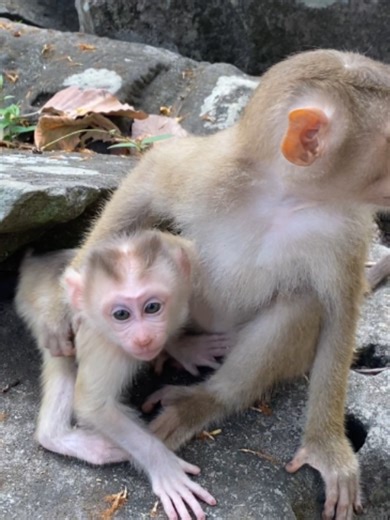 Cute Monkey Nurses Baby Levy