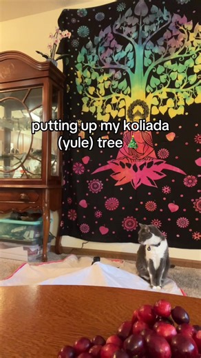 flash (my cat) kept getting in the way 😭 #yule #koliada #pagantok #slavicpagan #slavicpagan