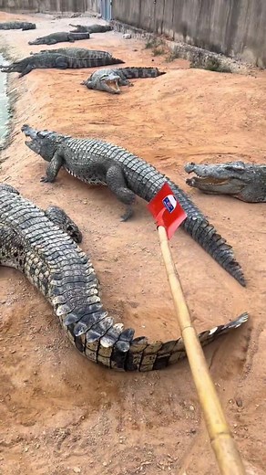 Understanding Crocodile Behavior: Fear of Stick-Like Objects